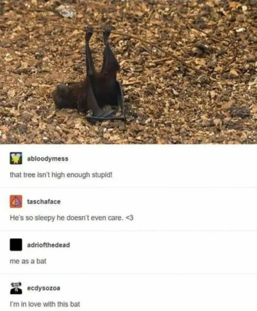 netopyr